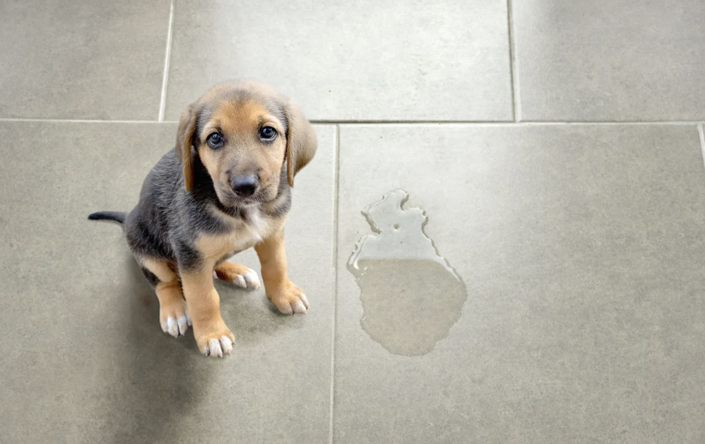 Top 5 Tiles for Your Dogs The Indian Jurist