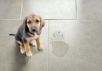 Top 5 Tiles for Your Dogs