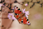 Creating a Butterfly Garden Attracting Pollinators to Your Singapore Home