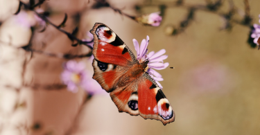 Creating a Butterfly Garden Attracting Pollinators to Your Singapore Home