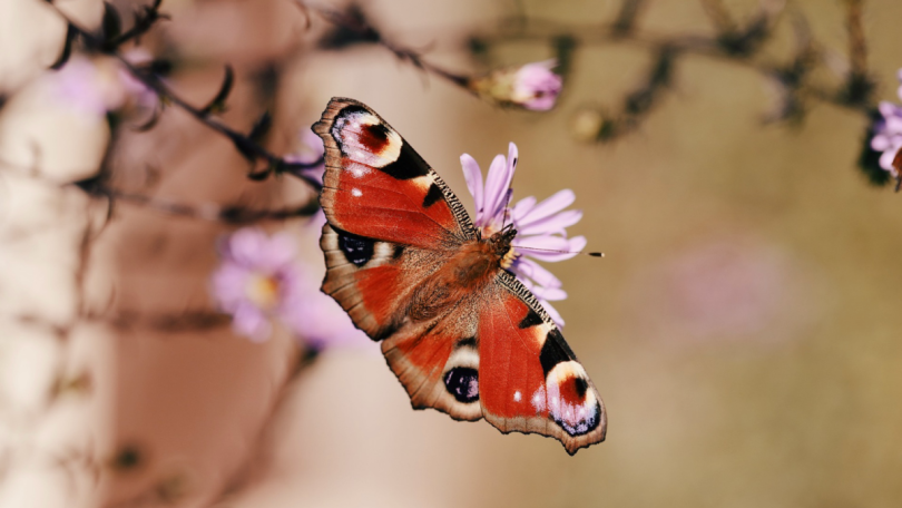 Creating a Butterfly Garden Attracting Pollinators to Your Singapore Home