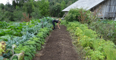 Essential Vegetables to Grow Year-Round in Singapore Gardens