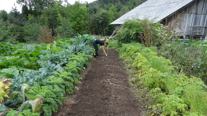 Essential Vegetables to Grow Year-Round in Singapore Gardens